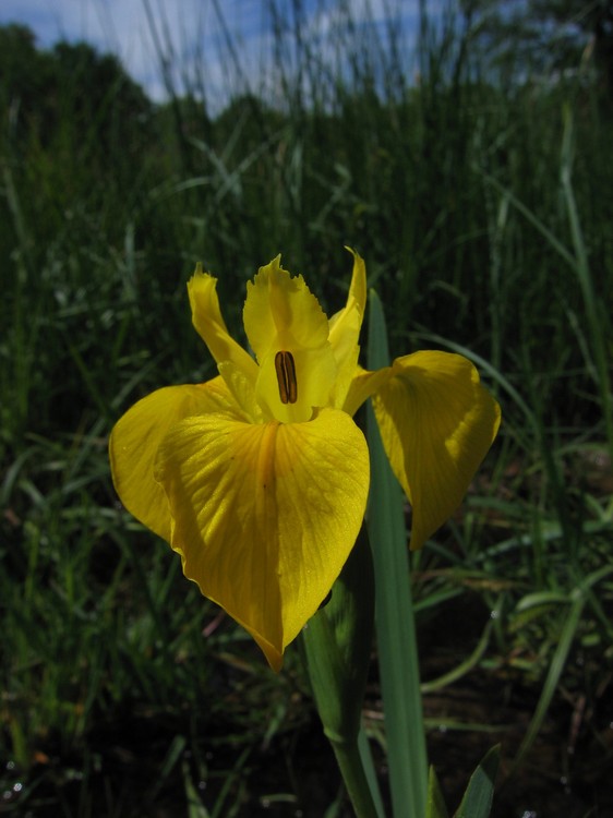 Iris pseudacorus